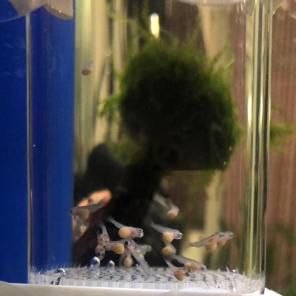 Incubadora de Ovos de Peixe de - Lab Incubator avaliação e preço